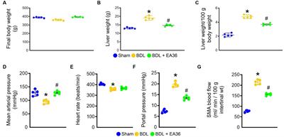 Electroacupuncture relieves portal hypertension by improving vascular angiogenesis and linking gut microbiota in bile duct ligation rats